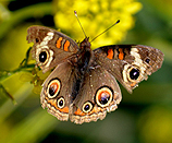 Buckeye butterfly