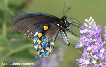 Pipevine swallowtail butterfly