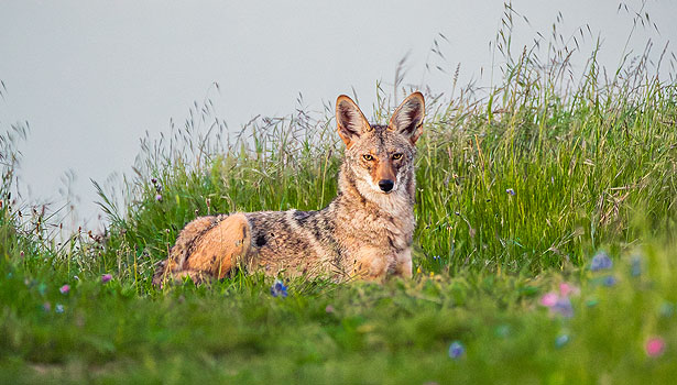 Coyote sitting in the grass in Old St. Hilary's